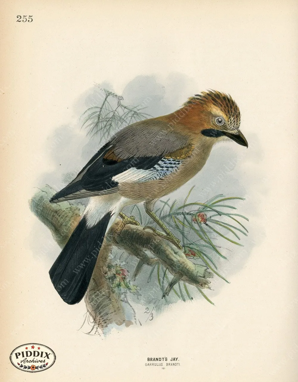 PDXC1453 -- Birds