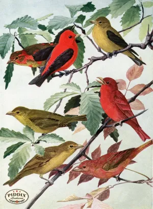 PDXC15287 -- Birds